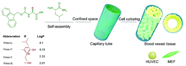 Graphical abstract: Self-assembly of Fmoc-amino acids in capillary confined space forming a parallel ordered fiber network for application in vascularization