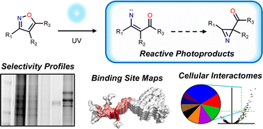 Graphical abstract: Harnessing the intrinsic photochemistry of isoxazoles for the development of chemoproteomic crosslinking methods