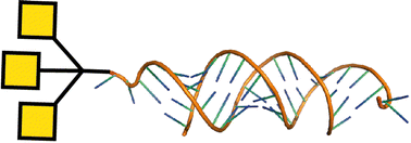 Graphical abstract: Targeted delivery of oligonucleotides using multivalent protein–carbohydrate interactions