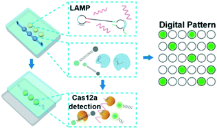 Graphical abstract: Parallel multistep digital analysis SlipChip demonstrated with the quantification of nucleic acid by digital LAMP-CRISPR