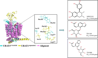 Graphical abstract: Virtual screening and activity evaluation of human uric acid transporter 1 (hURAT1) inhibitors