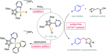 Graphical abstract: Hemilabile MIC^N ligands allow oxidant-free Au(i)/Au(iii) arylation-lactonization of γ-alkenoic acids