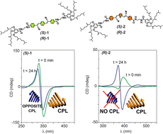 Graphical abstract: Stereomutation and chiroptical bias in the kinetically controlled supramolecular polymerization of cyano-luminogens