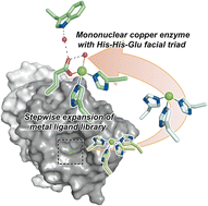 Graphical abstract: An artificial metallolyase with pliable 2-His-1-carboxylate facial triad for stereoselective Michael addition