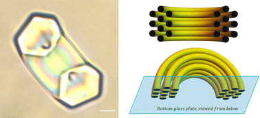 Graphical abstract: Toroidal nuclei of columnar lyotropic chromonic liquid crystals coexisting with an isotropic phase