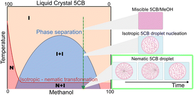 Graphical abstract: Long term phase separation dynamics in liquid crystal-enriched microdroplets obtained from binary fluid mixtures