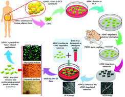 Graphical abstract: Molecular imprinting as a simple way for the long-term maintenance of the stemness and proliferation potential of adipose-derived stem cells: an in vitro study