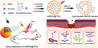 Graphical abstract: A cell membrane repair protein-based nanoformulation with multiple actuators for scarless wound healing