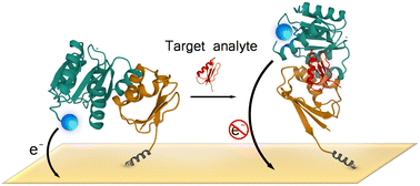 Graphical abstract: Reagentless protein-based electrochemical biosensors