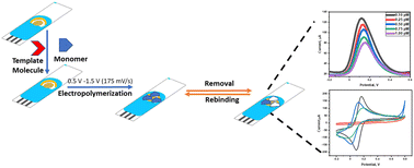 Graphical abstract: The electrochemical quantitation method for sugammadex via a molecularly imprinted polymer-based sensor