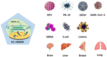 Graphical abstract: Utility of CRISPR/Cas mediated electrochemical biosensors