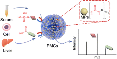 Graphical abstract: Polyurea-magnetic hierarchical porous composites for profiling of anionic metabolites