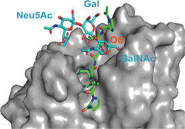 Graphical abstract: Structural and molecular insight into antibody recognition of dynamic neoepitopes in membrane tethered MUC1 of pancreatic cancer cells and secreted exosomes