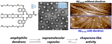 Graphical abstract: Amphiphilic dendrons as supramolecular holdase chaperones