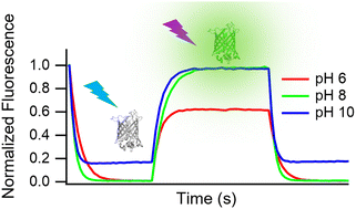 Graphical abstract: Quantitative determination of the full switching cycle of photochromic fluorescent proteins