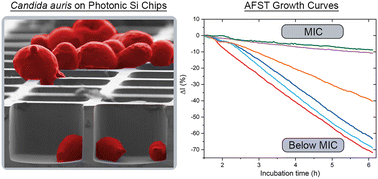 Graphical abstract: Photonic Si microwell architectures for rapid antifungal susceptibility determination of Candida auris