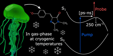 Graphical abstract: Excited-state dynamics and fluorescence lifetime of cryogenically cooled green fluorescent protein chromophore anions