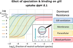 Graphical abstract: A framework for understanding the bioconcentration of surfactants in fish