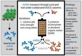 Graphical abstract: Transport of double-stranded ribonucleic acids (dsRNA) and deoxyribonucleic acids (DNA) in sand and iron oxide-coated sand columns under varying solution chemistries