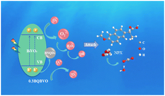 Graphical abstract: Visible-light-driven BNQD/BiVO4 material with enhanced photocatalytic activities for naproxen degradation and kinetic insights