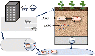 Graphical abstract: Antibiotic resistance in urban stormwater: a review of the dissemination of resistance elements, their impact, and management opportunities