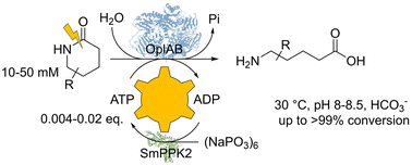 Graphical abstract: Mild hydrolysis of chemically stable valerolactams by a biocatalytic ATP-dependent system fueled by metaphosphate