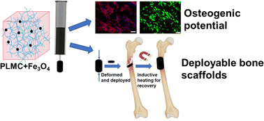 Graphical abstract: 4D printed biocompatible magnetic nanocomposites toward deployable constructs