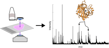 Graphical abstract: Laser capture microdissection and native mass spectrometry for spatially-resolved analysis of intact protein assemblies in tissue