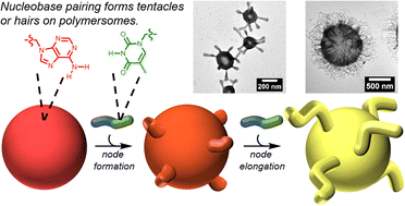 Graphical abstract: Controlled node growth on the surface of polymersomes