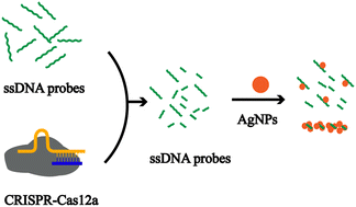 Graphical abstract: A label-free and immobilization-free approach for constructing photoelectrochemical nucleic acid sensors utilizing DNA–silver nanoparticle affinity interactions