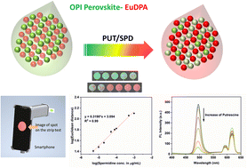 Graphical abstract: Smartphone-based paper strip assay for putrescine and spermidine detection using hybrid organic–inorganic perovskite with Eu3+ complex