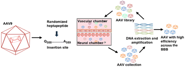 Graphical abstract: Identification of new AAV vectors with enhanced blood–brain barrier penetration efficiency via organ-on-a-chip