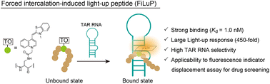 Graphical abstract: Forced intercalation-induced light-up peptides as fluorogenic indicators for the HIV-1 TAR RNA-ligand assay