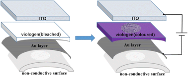 Graphical abstract: Electrochromic visualization of latent fingermarks deposited on nonconductive surfaces