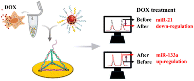 Graphical abstract: Evaluating early apoptosis-related cellular MiRNAs with an ultrasensitive electrochemiluminescence nanoplatform