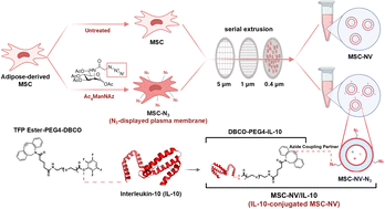 Graphical abstract: Metabolic click-labeling of interleukin-10 enhances the immunomodulatory potential and wound healing properties of mesenchymal stem cell-derived extracellular nanovesicles