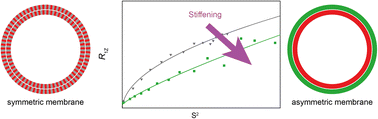 Graphical abstract: Characterization of lipid chain order and dynamics in asymmetric membranes by solid-state NMR spectroscopy