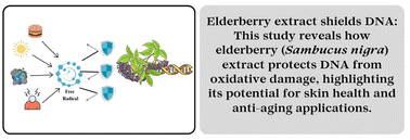Graphical abstract: Antigenotoxic and cosmetic potential of elderberry (Sambucus nigra) extract: protection against oxidative DNA damage