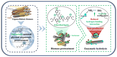 Graphical abstract: Unraveling the secrets of harnessing a surfactant-modified strategy in organosolv pretreatment of lignocellulosic biomass for efficient fermentable sugar production