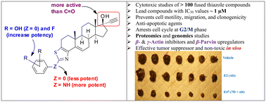 Graphical abstract: Thiazole-fused androstenone and ethisterone derivatives: potent β- and γ-actin cytoskeleton inhibitors to treat melanoma tumors