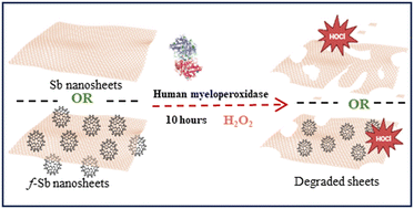Graphical abstract: Functionalization dependent biodegradability of two-dimensional antimonene by peroxidases: impact on immune modulation