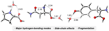 Graphical abstract: Intermolecular hydrogen bonding behavior of amino acid radical cations