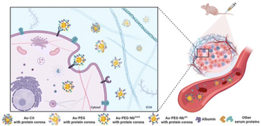 Graphical abstract: Active regulation of protein coronas for enhancing the in vivo biodistribution and metabolism of nanoparticles