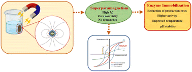 Graphical abstract: Advancements in enzyme immobilization on magnetic nanomaterials: toward sustainable industrial applications