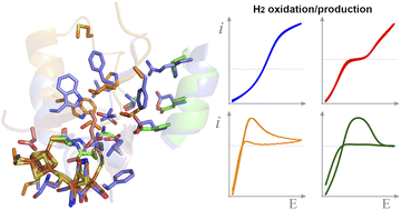 Graphical abstract: Outer-sphere effects on the O2 sensitivity, catalytic bias and catalytic reversibility of hydrogenases