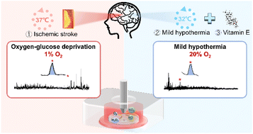 Graphical abstract: Synergetic effect of mild hypothermia and antioxidant treatment on ROS–mediated neuron injury under oxygen–glucose deprivation investigated by scanning electrochemical microscopy