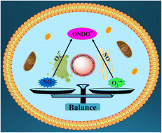 Graphical abstract: Recent progress in small-molecule fluorescent probes for the detection of superoxide anion, nitric oxide, and peroxynitrite anion in biological systems