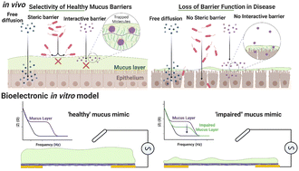 Graphical abstract: Mucus-on-a-chip: investigating the barrier properties of mucus with organic bioelectronics