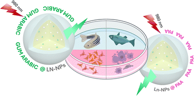 Graphical abstract: Nano-bio interactions of Gum Arabic-stabilized lanthanide-based upconverting nanoparticles: in vitro and in vivo study