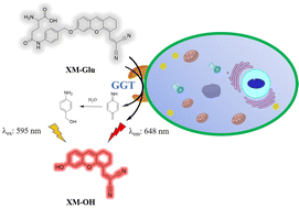 Graphical abstract: Development of a xanthene-based NIR fluorescent probe for accurate and sensitive detection of γ-glutamyl transpeptidase in cancer diagnosis and treatment
